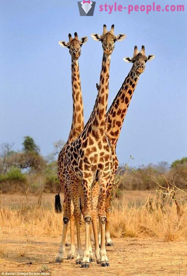 In Sambia, traf die dreiköpfige Giraffe den Schuss
