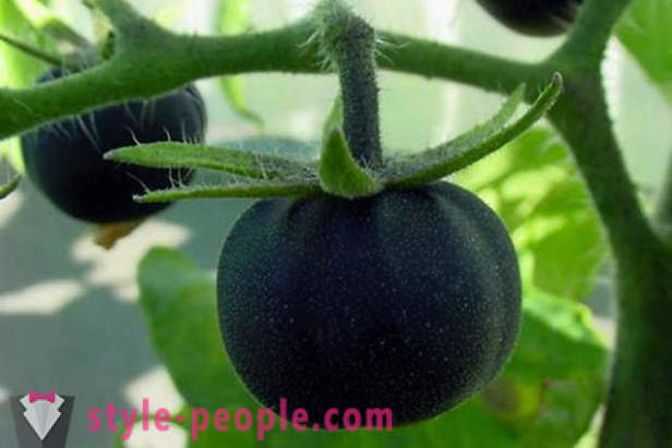Ungewöhnliche grade schwarze Tomaten
