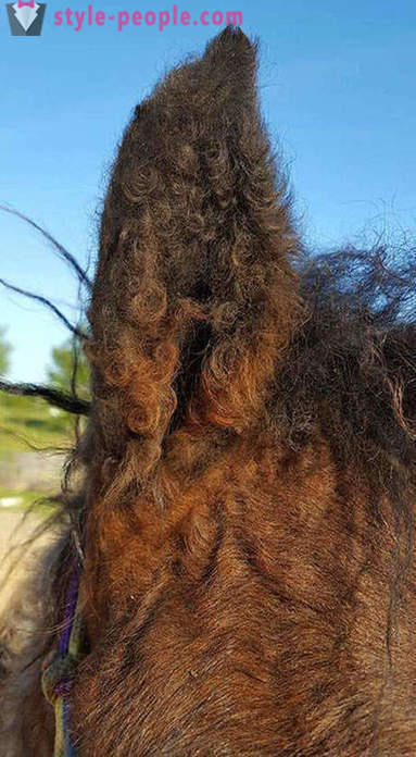 Curly Horse - ein wahres Wunder der Natur