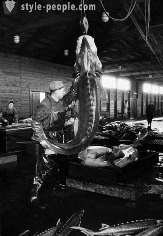 Wie in der Sowjetunion abgebaut Kaviar