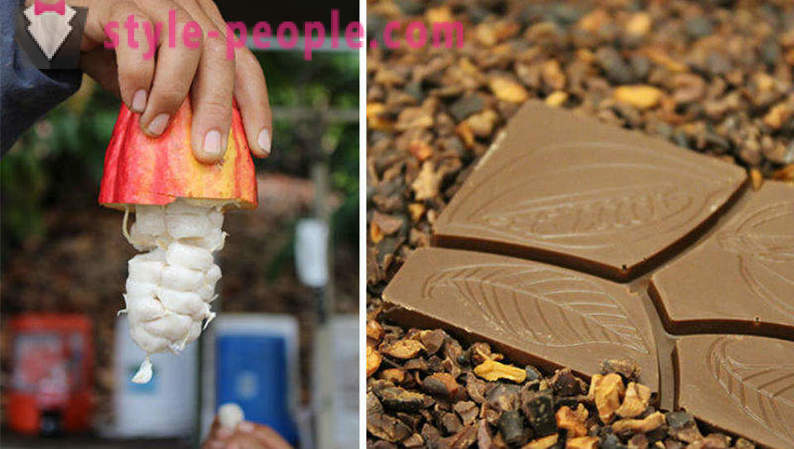 Der Prozess des Wachsens und Herstellung von Schokolade