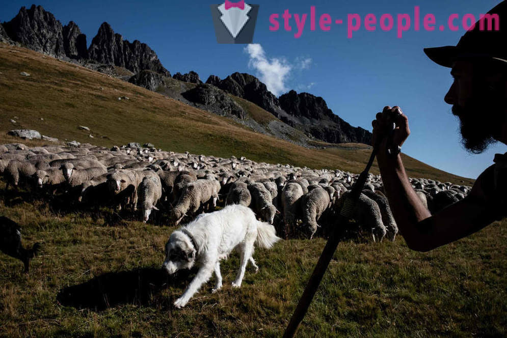 Das Leben der Hirten in den Alpen