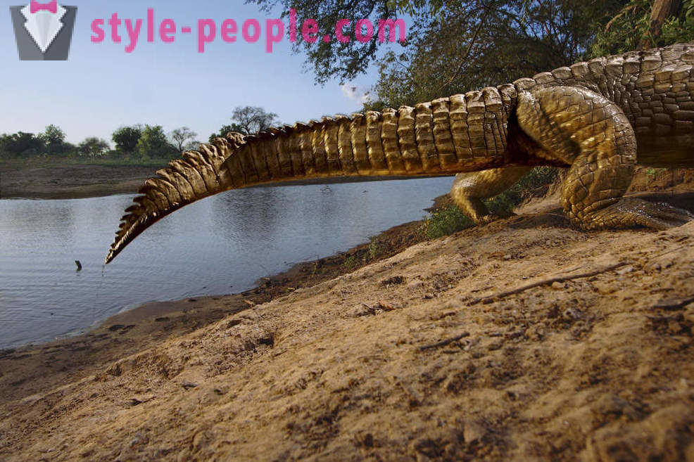 Beste Aufnahmen von Wildtieren aus dem National Geographic