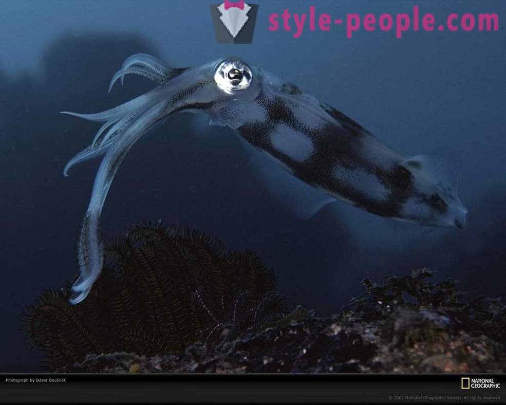 Erstaunlich Bewohner der Unterwasserwelt in Bildern