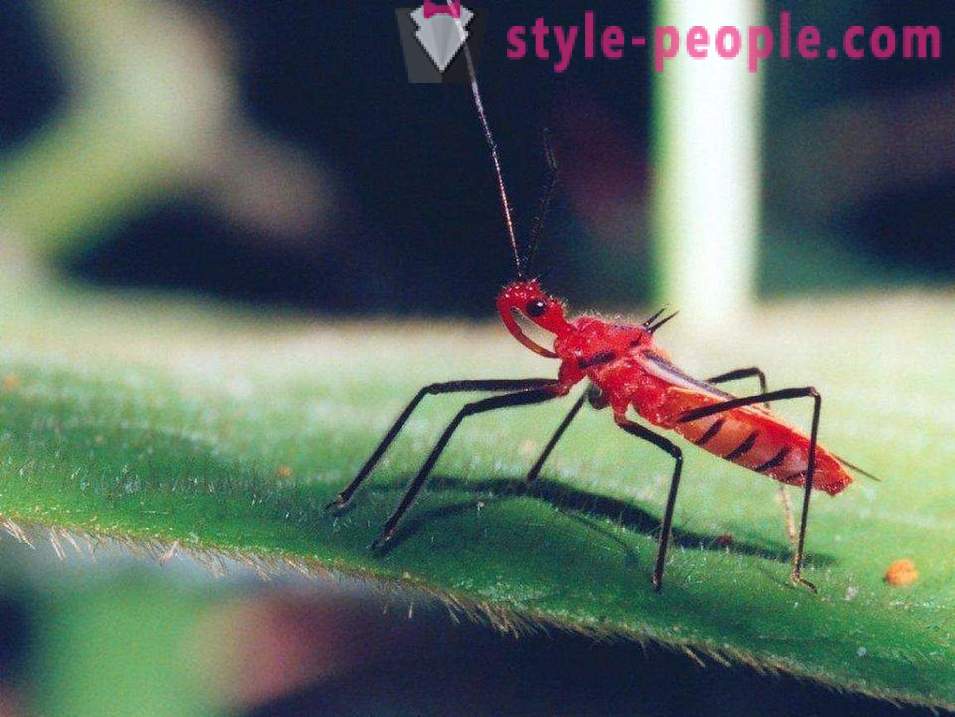 Die gefährlichsten Insekten auf dem Planeten