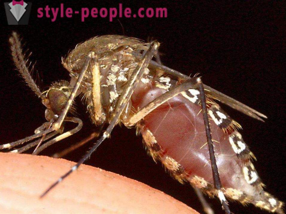 Die gefährlichsten Insekten auf dem Planeten