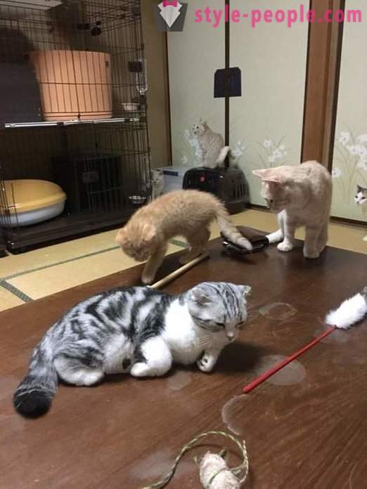 Japanisches Hotel, in dem Sie eine Katze zu vermieten nehmen