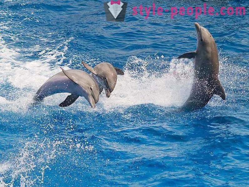 Erstaunlich über Delfine