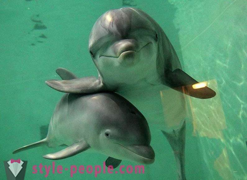 Erstaunlich über Delfine