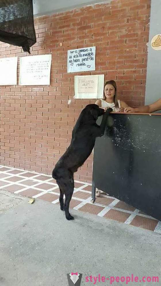 Der Hund hat gelernt, Nahrung für seine eigene Währung zu kaufen