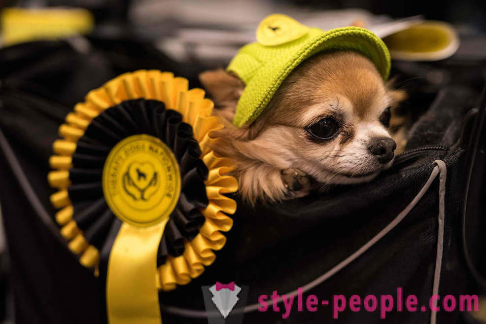 Crufts Dog Show 2018: Wie war Europas größte Hundeausstellung