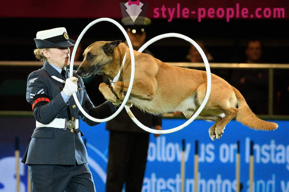 Crufts Dog Show 2018: Wie war Europas größte Hundeausstellung