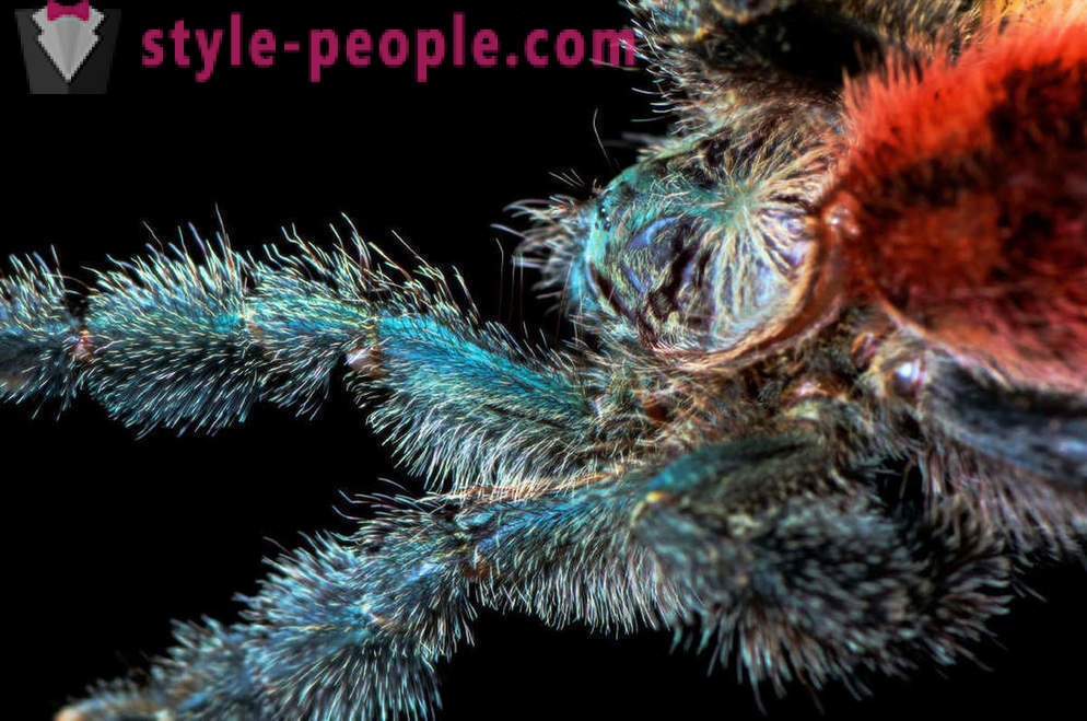 Detailansicht der Spinnenbeine
