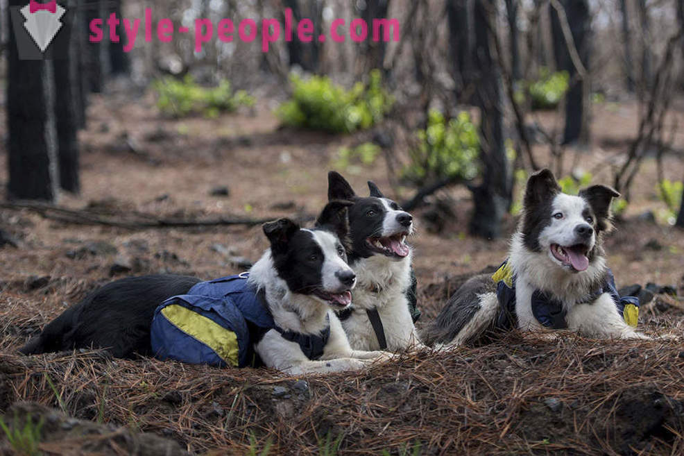 Hunde helfen, die chilenischen Wälder wiederherzustellen