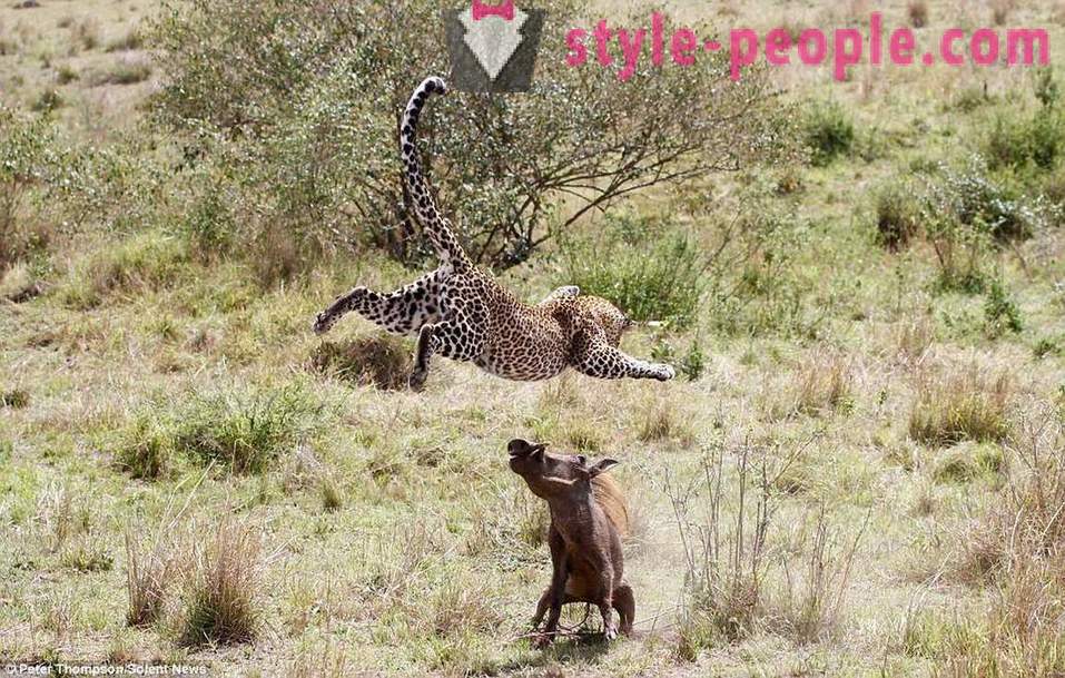 Jagd Virtuosi: Flying Leopard