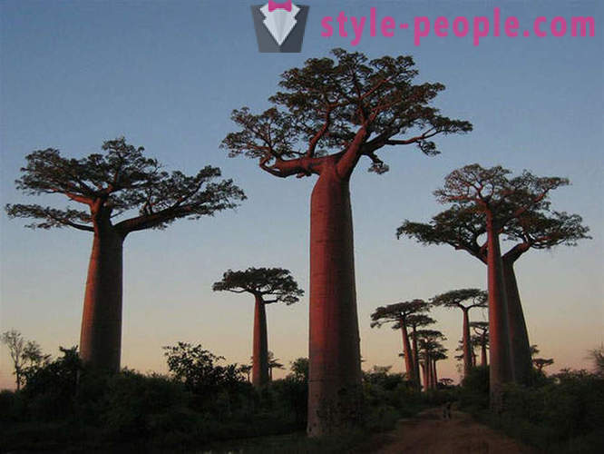 Die eindrucksvollsten Bäume der Welt