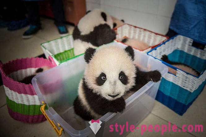 Wie man Pandas in Sichuan wachsen