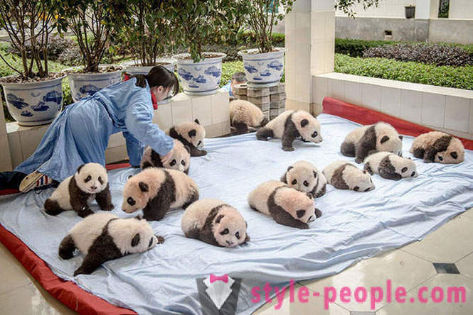 Wie man Pandas in Sichuan wachsen