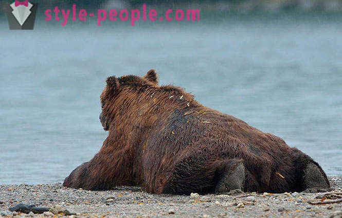 Kamtschatka Bären