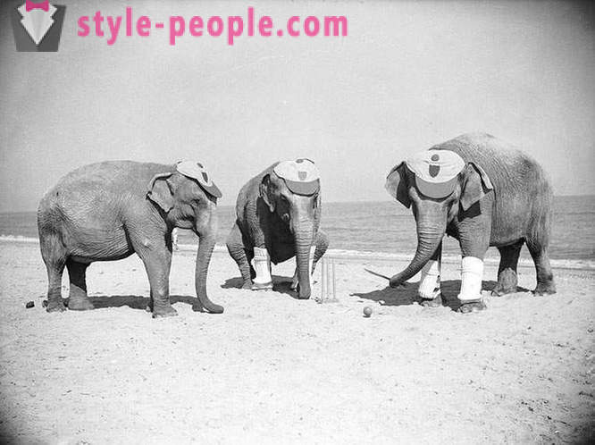 Ungewöhnliche Vintage-Fotos von Tieren