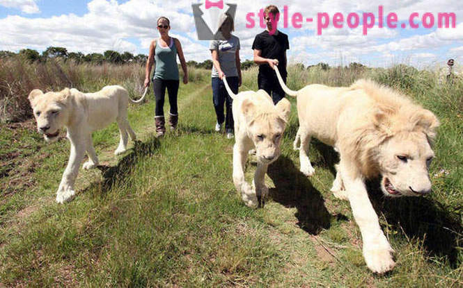 Ein Spaziergang in der Gesellschaft von weißen Löwen