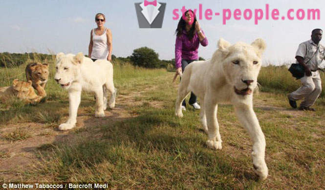 Ein Spaziergang in der Gesellschaft von weißen Löwen