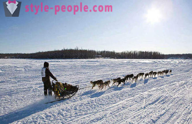 Schlittenhunderennen 2012 Iditarod