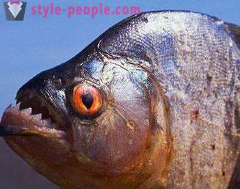 Eine Rezension: Welche Fische werden in der Wolga gefunden