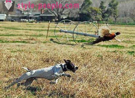 Jagd auf Fasane mit Husky (Foto)