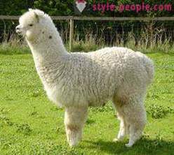 Alpaca - welche Art von Garn? Mäntel aus Alpaka (Foto)