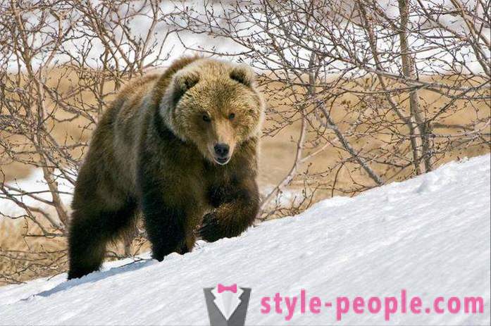 Der Bär im Winter Jagd. Hunting des Eisbär