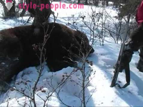 Der Bär im Winter Jagd. Hunting des Eisbär