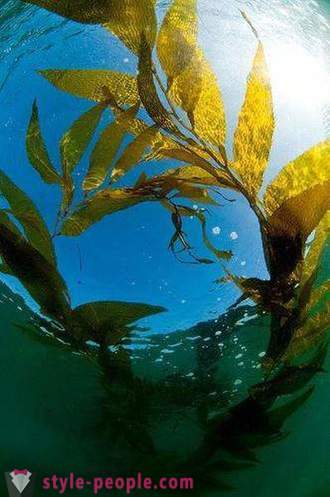 Kelp Gewichtsverlust. Laminaria (Kelp) für Gewichtsverlust und Körperreinigung