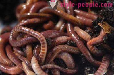 Wie Würmer zum Angeln Haus zu züchten