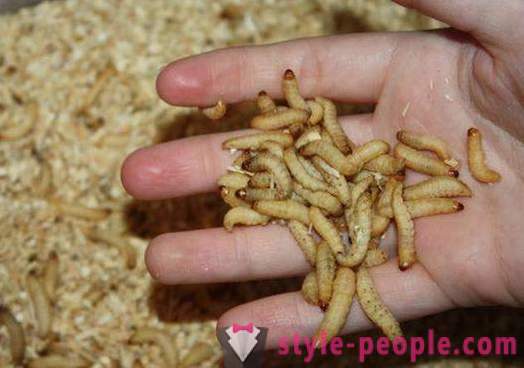 Wie Würmer zum Angeln Haus zu züchten
